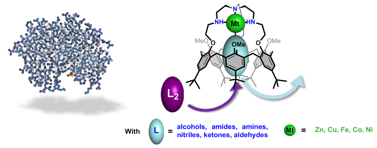 Biomimetic calix[6]azacryptands